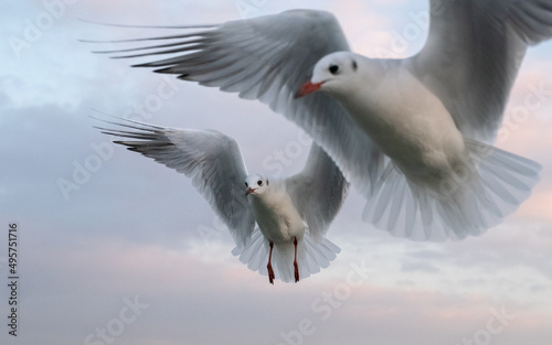 Seagulls in the sky. Birds of the Black Sea  Odessa.