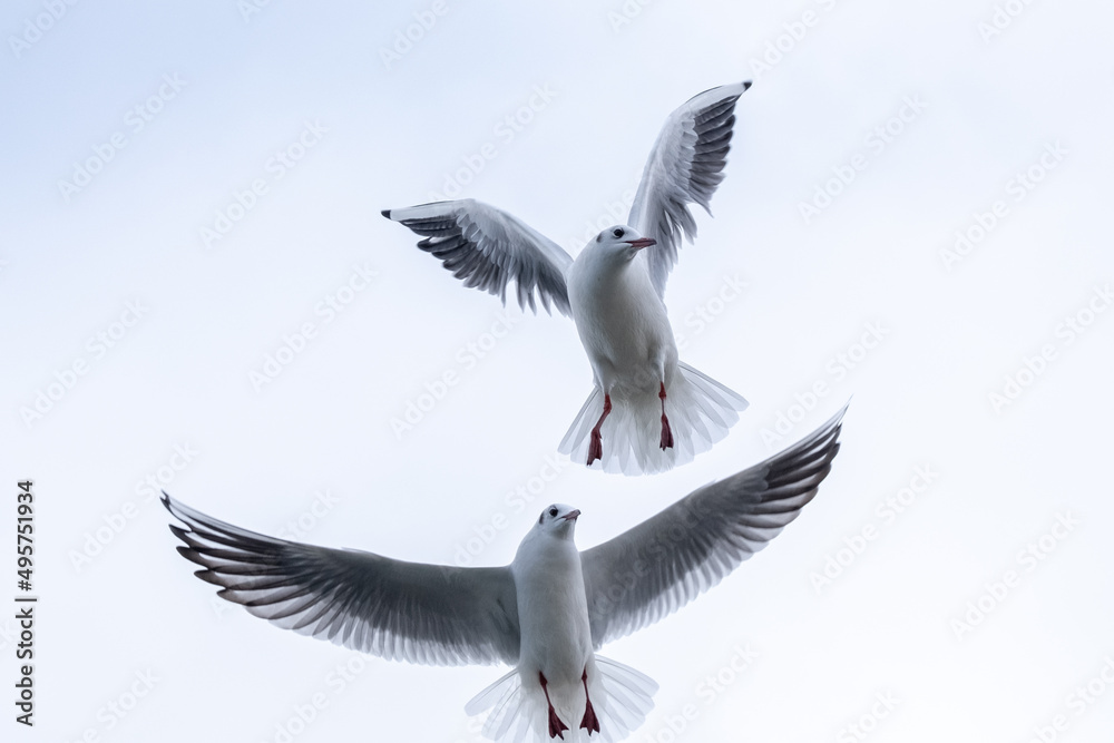 Obraz premium Seagulls in the sky. Birds of the Black Sea, Odessa.