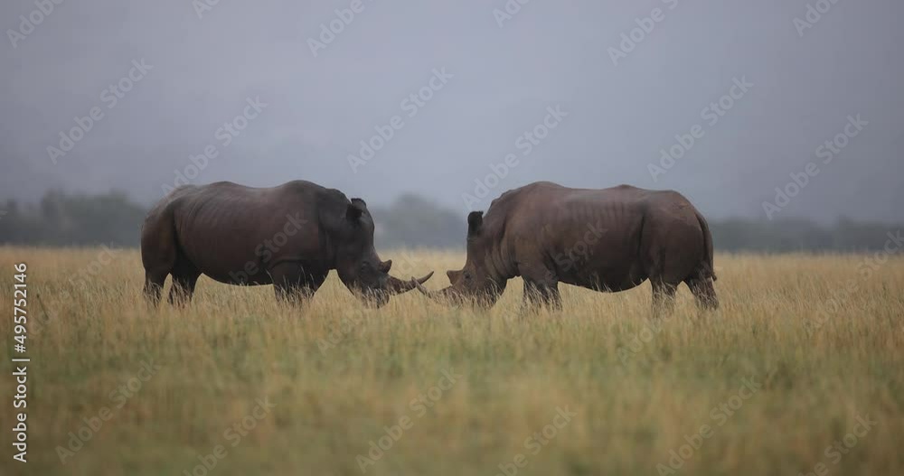 Two white rhinos are fighting in the savannah Two white rhinos are fighting in the savannah