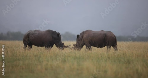Two white rhinos are fighting in the savannah