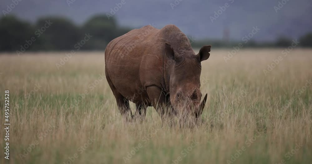 A white rinocerose eats grass in the savannah