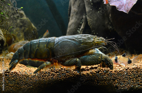 A beautiful Atya gabonensis also called vampire shrimp or Gabon shrimp	