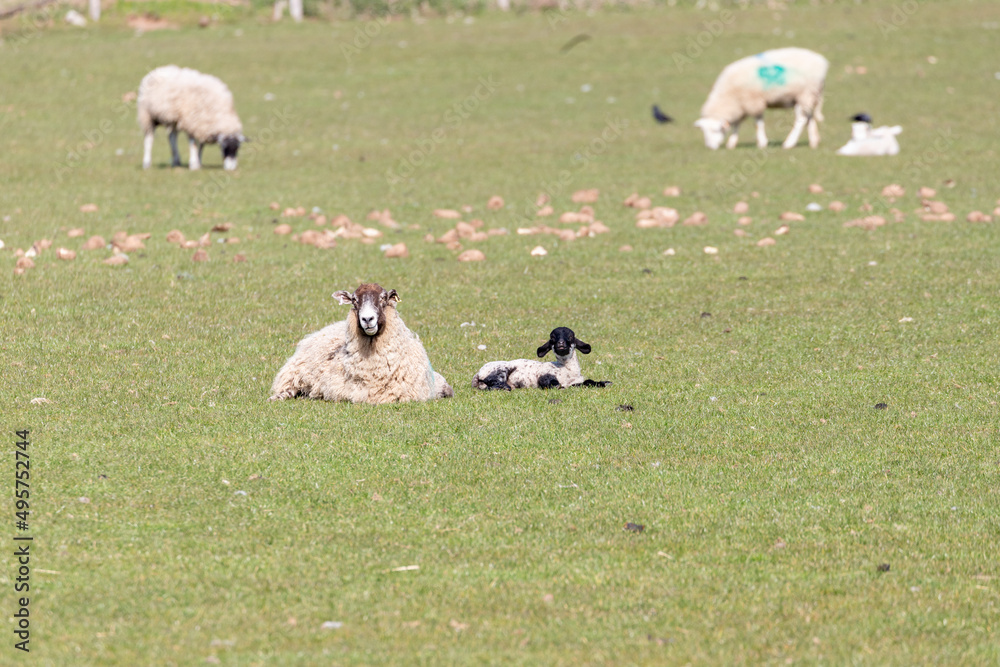 A newborn Spring Lamb in a field in Shropshire, UK on a sunny Spring day A newborn Spring Lamb in a field in Shropshire, UK on a sunny Spring day