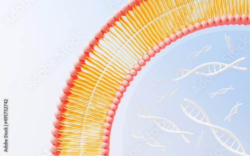 3d render cell membrane Phospholipid Bilayer. Layers of molecules. Gene expression. nucleotide database. Fluid mosaic model for education. Human gene. Plasma membrane structures.