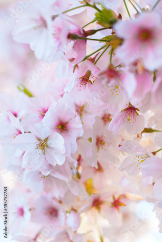Background with beautiful cherry blossom