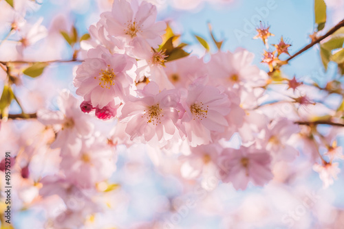 Background with beautiful pink Japanese cherry blossom