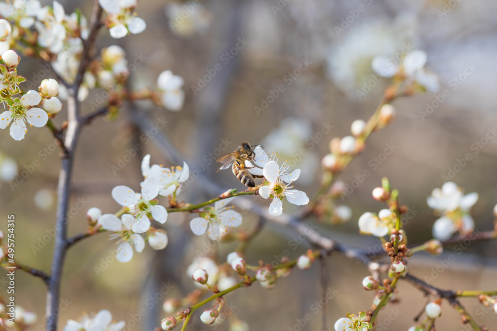 Spring white blooming cherry tree flowers. The background has a nice bokeh. There is a bee on the flower.