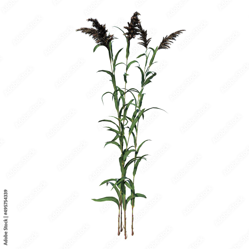 Front view of Plant ( Tall grass lawn 5) Tree white background 3D Rendering Ilustracion 3D Front view of Plant ( Tall grass lawn 5) Tree white background 3D Rendering Ilustracion 3D