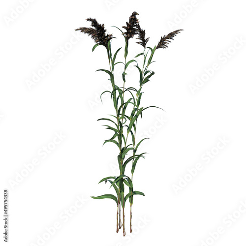 Front view of Plant   Tall grass lawn 5  Tree white background 3D Rendering Ilustracion 3D 