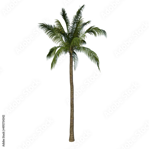 Front view of Tree  Coconut Tree Palm 1  Plant white background 3D Rendering Ilustracion 3D 