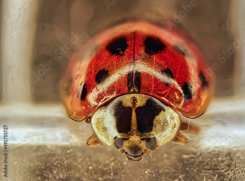 ladybug