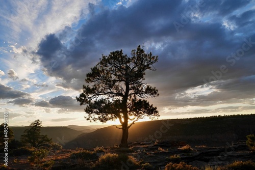 Silhouette of tree at Canyon Rim Overlook in Flaming Gorge National Recreation Area at sunset. Utah, USA.