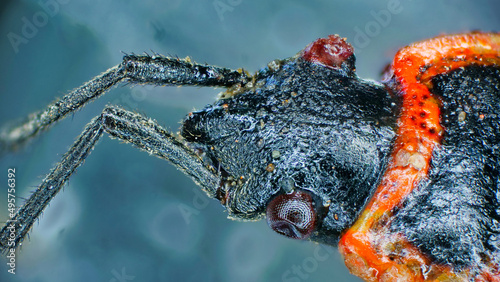 An eight times enlarged fire beetle