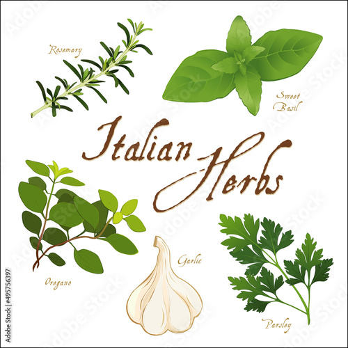 Italian Herbs for regional cuisine, Rosemary, Garlic, Italian Oregano, Sweet Basil and Italian Parsley, isolated on white. 