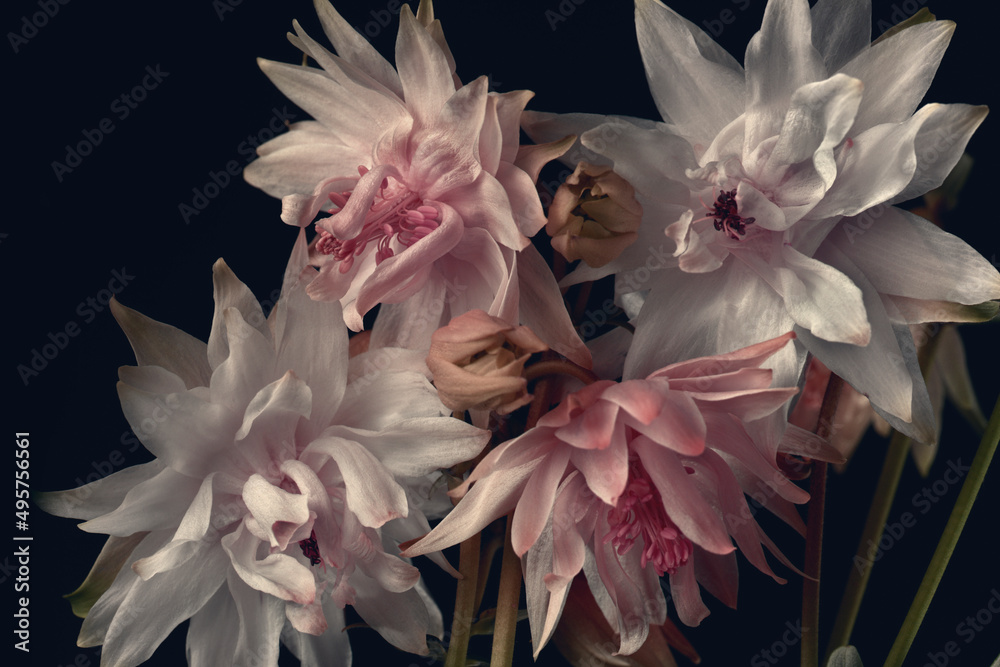 Fototapeta premium white and pink flowers on a black background, close-up, aquilegia flowers, studio shot.