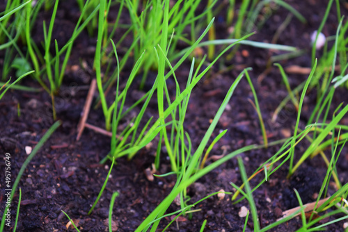 grass growing in the soil