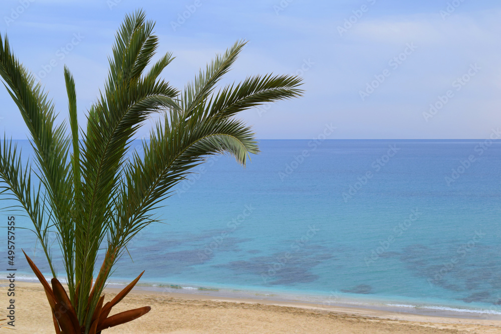 Fototapeta premium palm trees on the beach