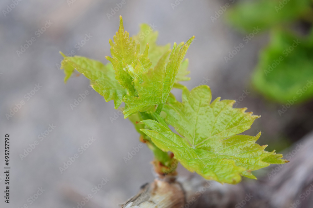 small vine leaves, vine, plants,