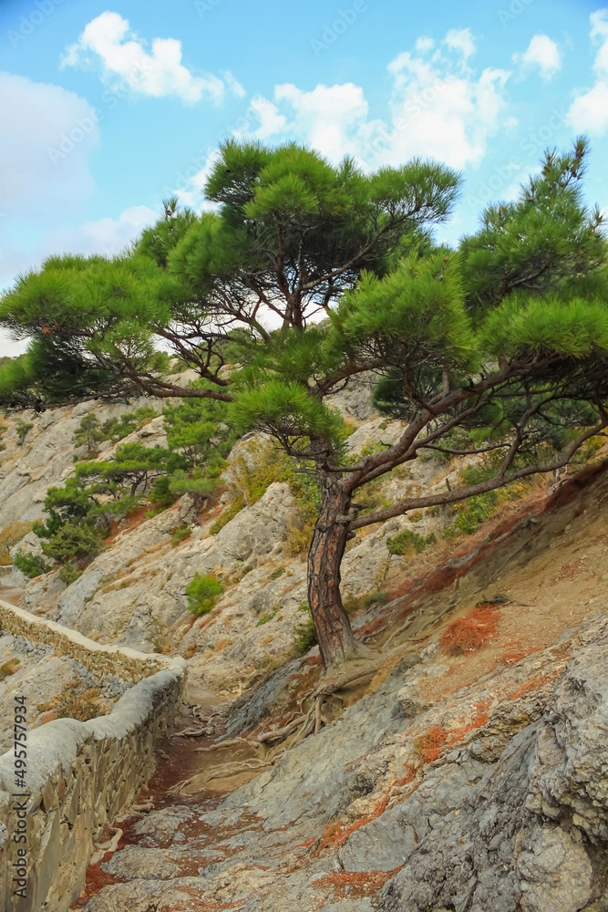 Beautiful green pine trees on the rocky seashore. In the background is a blue sky with clouds. Nearby is a trekking route Golitsyn Trail. Taken in Novy Svet, Crimea.