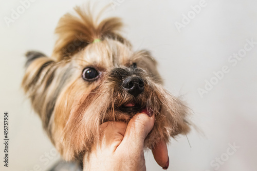 Yorkshire terrier dog grooming and cutting hair at home