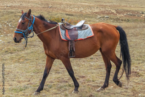 Brown horse with saddle and harness in the pasture.