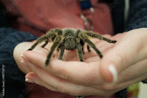 Closeup of a person holding a tarantula spider