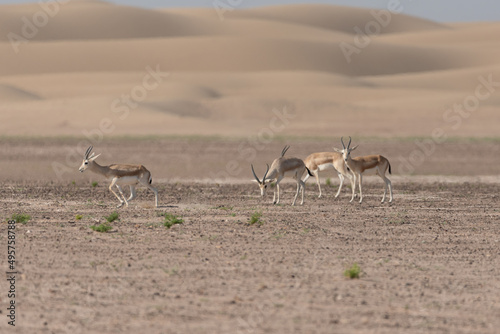Gazelles in the desert of United Arab Emirates