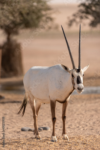 An Arabian Oryx in the UAE desert