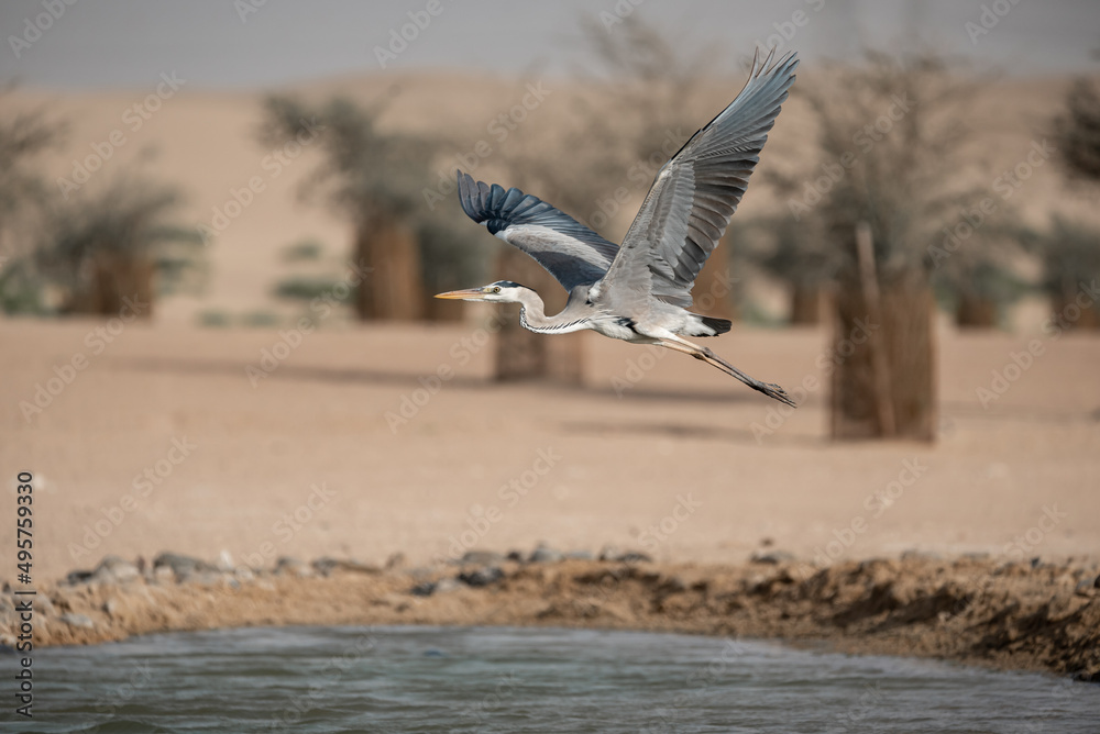 Blue Heron in Flight in the desert of Dubai Blue Heron in Flight in the desert of Dubai