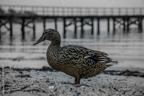 Shallow focus of a Mallard duck bird on a rocky beach gound near the water photo