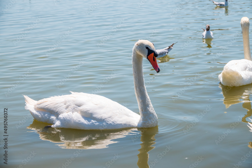 Naklejka premium Graceful white Swan swimming in the lake, swans in the wild. Portrait of a white swan swimming on a lake.