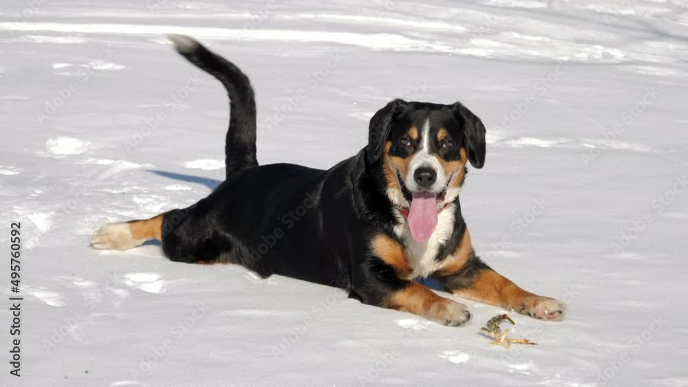 Dog enjoys with fresh snow in the winter forest Dog enjoys with fresh snow in the winter forest