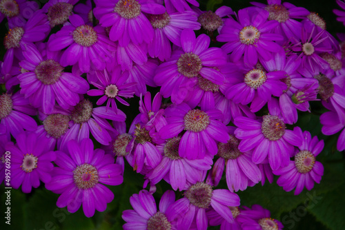 Beautiful view of the purple cineraria flower bush photo