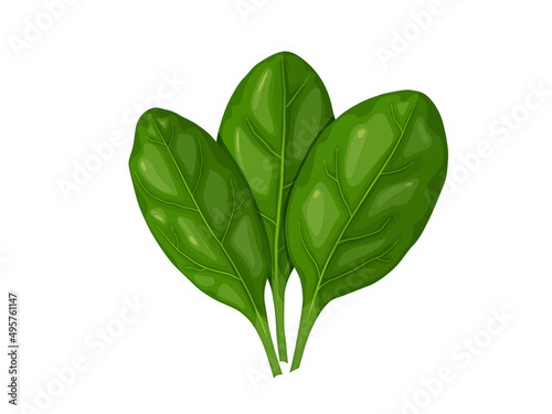 Spinach. Tasty fresh herb green leaves. Healthy vegetarian food.