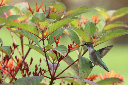 Selective focus shot of a hummingbird perched on a leaf of Hamelia patens (Firebush) photo