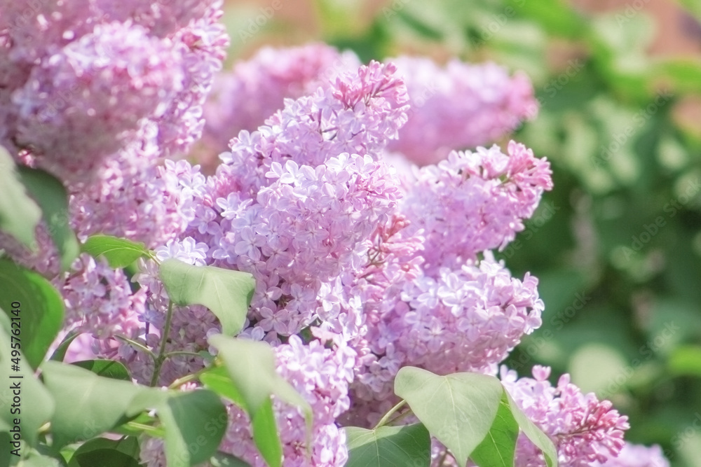Background image: Beautiful blooming lilac bush in the garden Background image: Beautiful blooming lilac bush in the garden