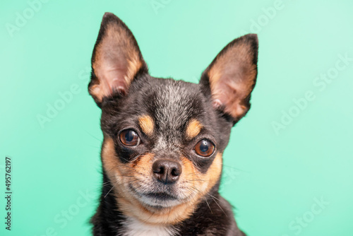 Portrait of a dog of the Chihuahua breed on a green background. Dog tricolor.
