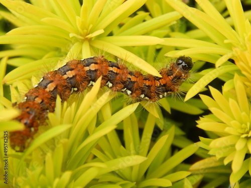 cette chenille découvre son nouvel environnement