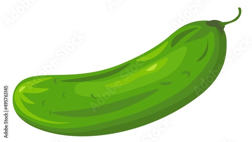 Fresh cucumber, organic natural vegetable vector