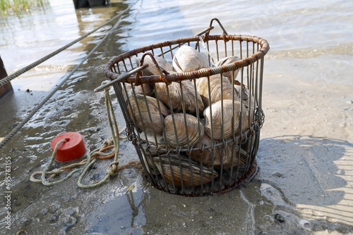 Bucket full of fresh quahogs, edible clams. Buzzard Bay, Massachusetts, USA. photo