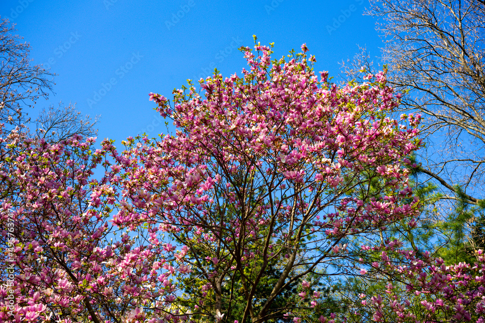Blooming magnolia tree with large pink flowers warm weather in april Blooming magnolia tree with large pink flowers warm weather in april