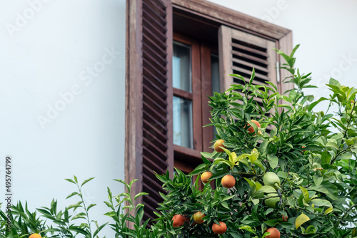 ripe oranges on a branch against the backdrop of a blurred  rural house © Evgeny