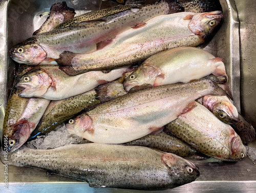 Fresh rainbow trout on sale on a market stall