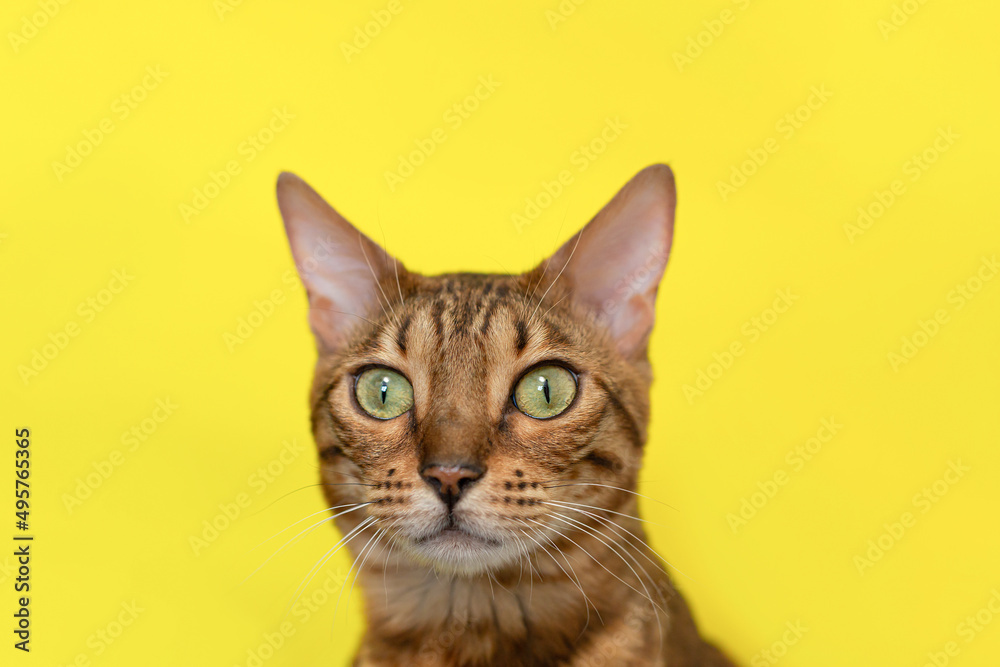 Bengal cat on a yellow background. A domestic thoroughbred cat. Pets Bengal cat on a yellow background. A domestic thoroughbred cat. Pets