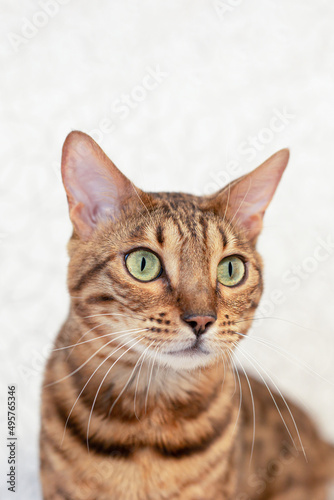 Fototapeta Naklejka Na Ścianę i Meble -  The Bengal cat is a purebred cat. Pets. Close-up