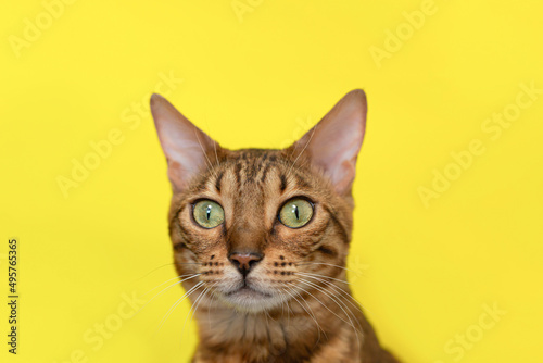 Bengal cat on a yellow background. A domestic thoroughbred cat. Pets