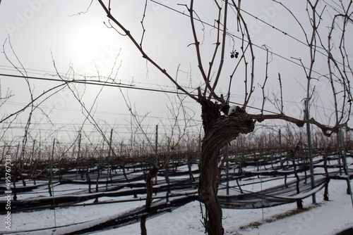 Vineyard