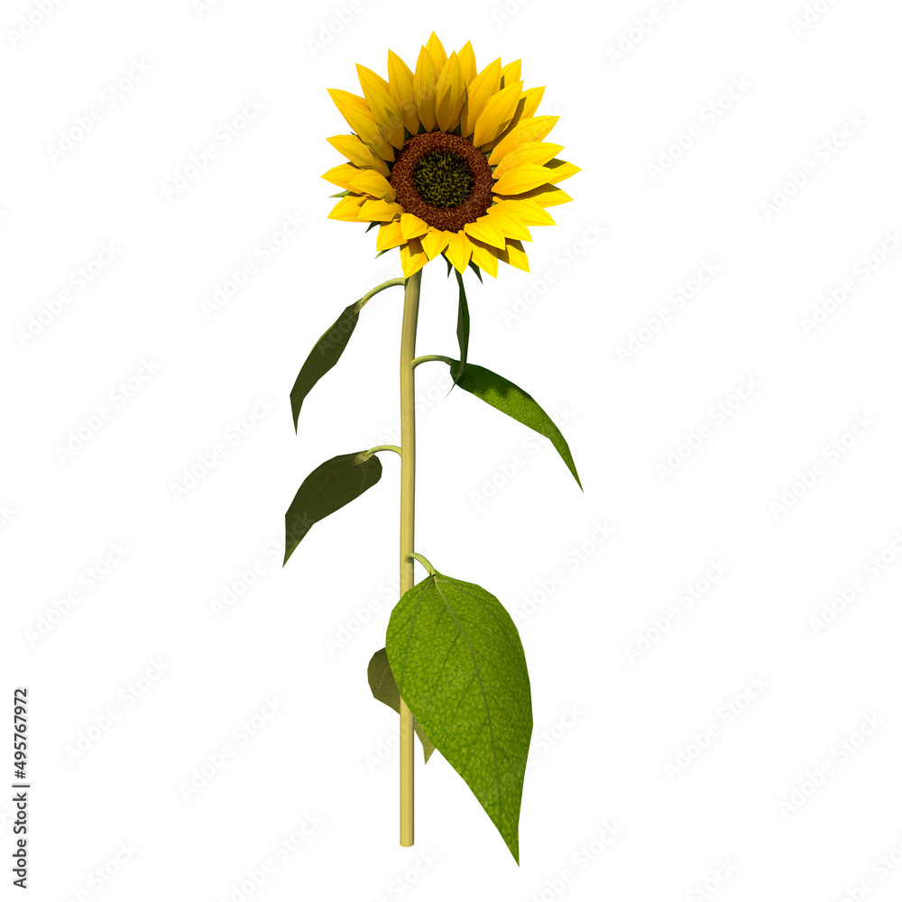 Fototapeta premium Front view Plant Flower (Sunflower 2) Tree white background 3D Rendering Ilustracion 3D 
