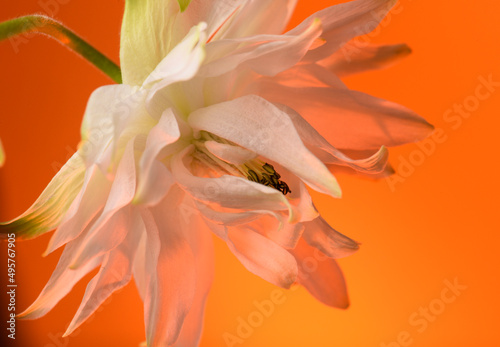 aquilegia flower on orange background  single flower close-up  studio shot.
