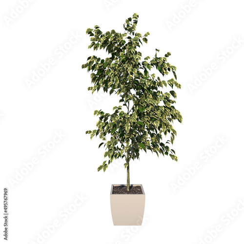 Front view of Plant (Flowerpot with Ficus Benjamina 1) Tree white background 3D Rendering Ilustracion 3D	